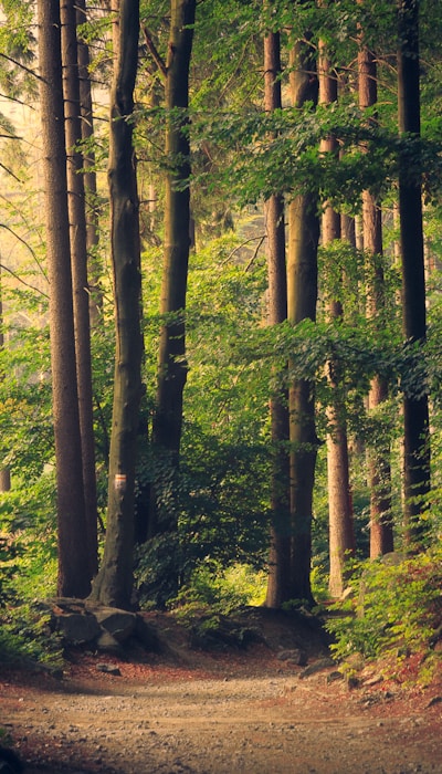 Sunlit Woods